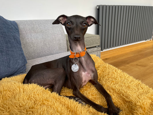 Are Italian Greyhounds hypoallergenic?