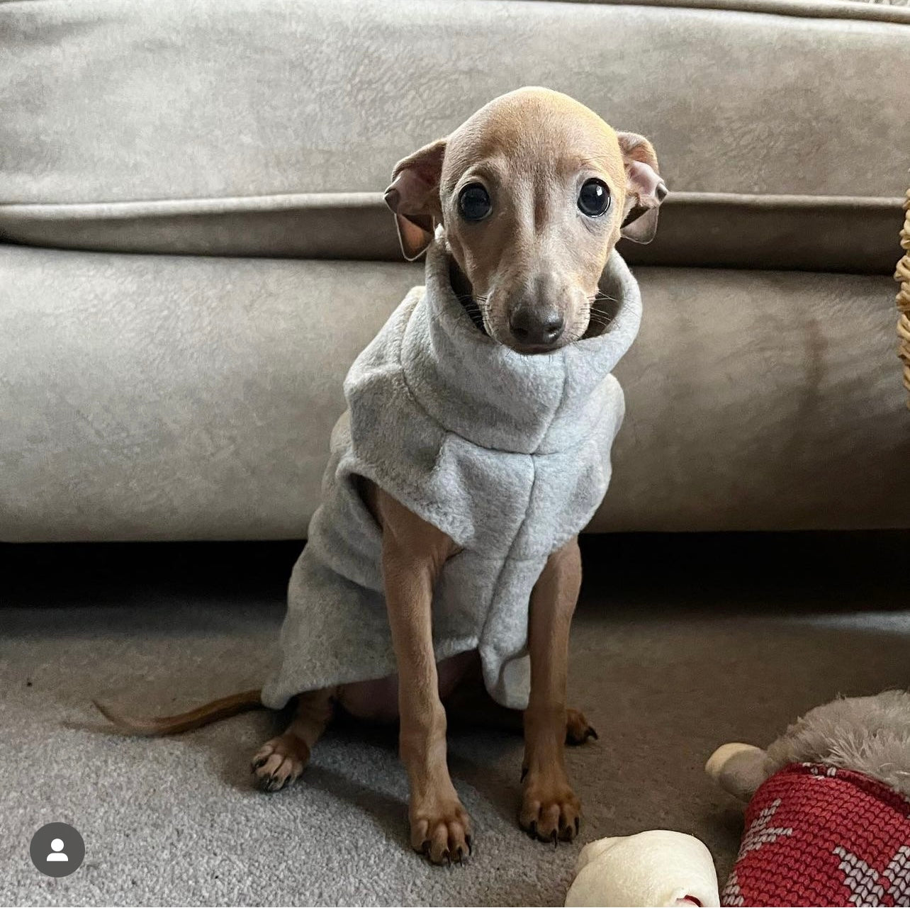 Italian greyhound clearance puppy clothes