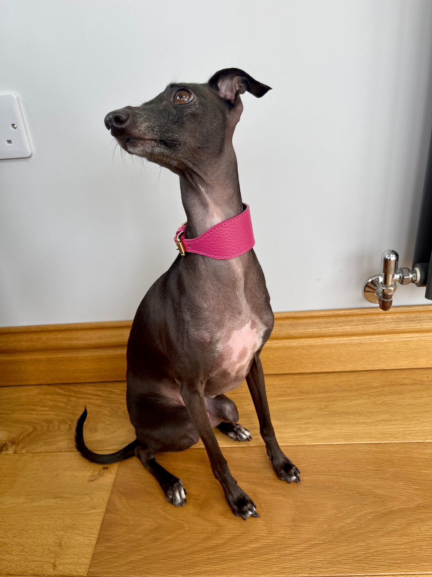 Super soft leather Italian Greyhound collar - Passion Pink
