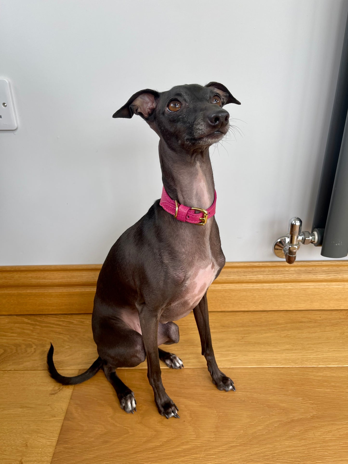 Super soft leather Italian Greyhound collar - Passion Pink