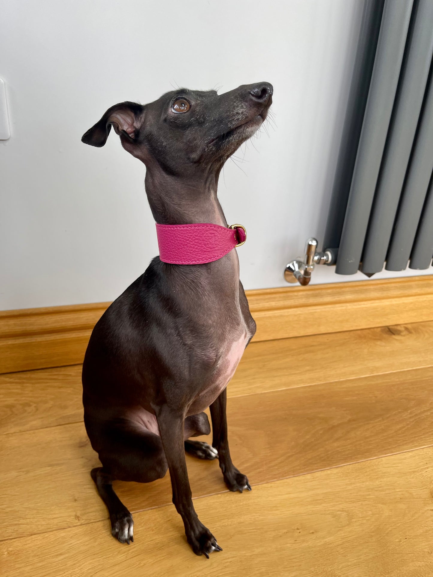 Super soft leather Italian Greyhound collar - Passion Pink