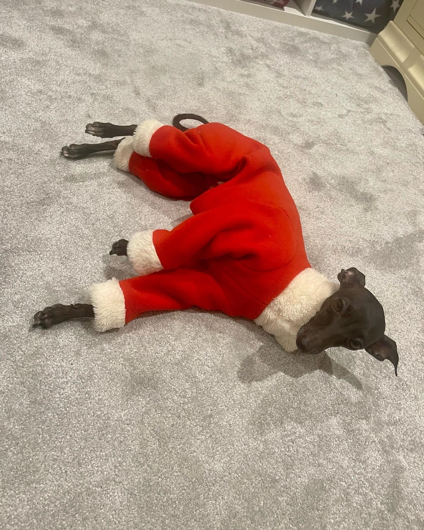Santa suit. Italian Greyhound father Christmas fleece onesie jumper. Iggy jumpsuit. All sizes - MADE TO ORDER