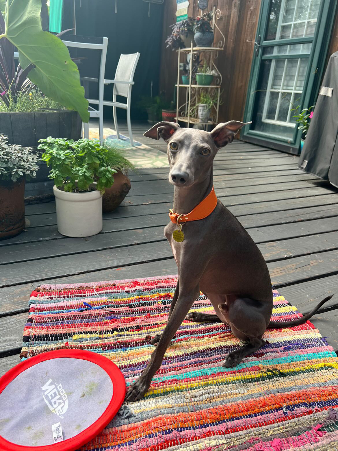 Super soft leather Italian Greyhound collar - Burnt Orange