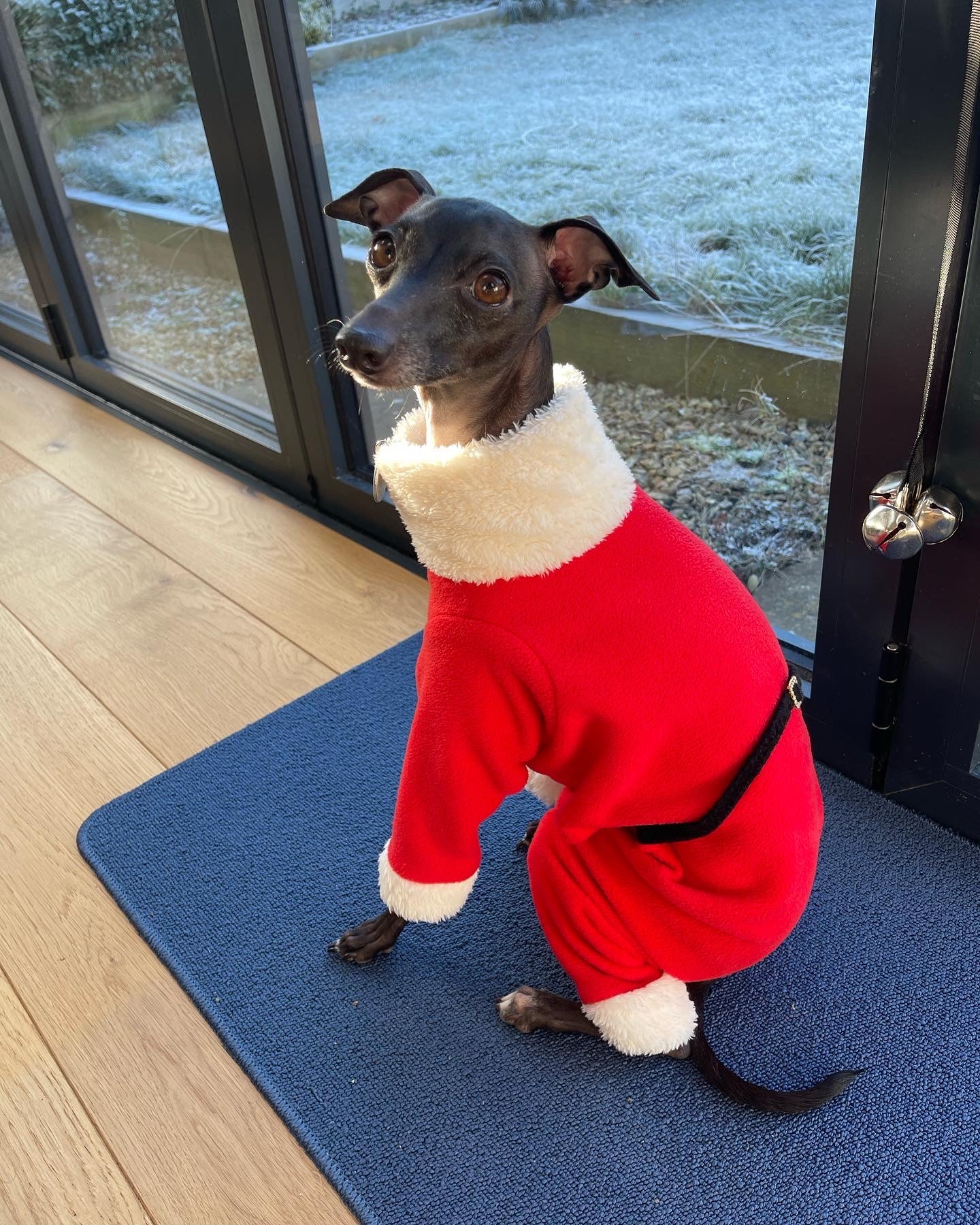 Santa suit. Italian Greyhound father Christmas fleece onesie jumper. Iggy jumpsuit. All sizes - MADE TO ORDER