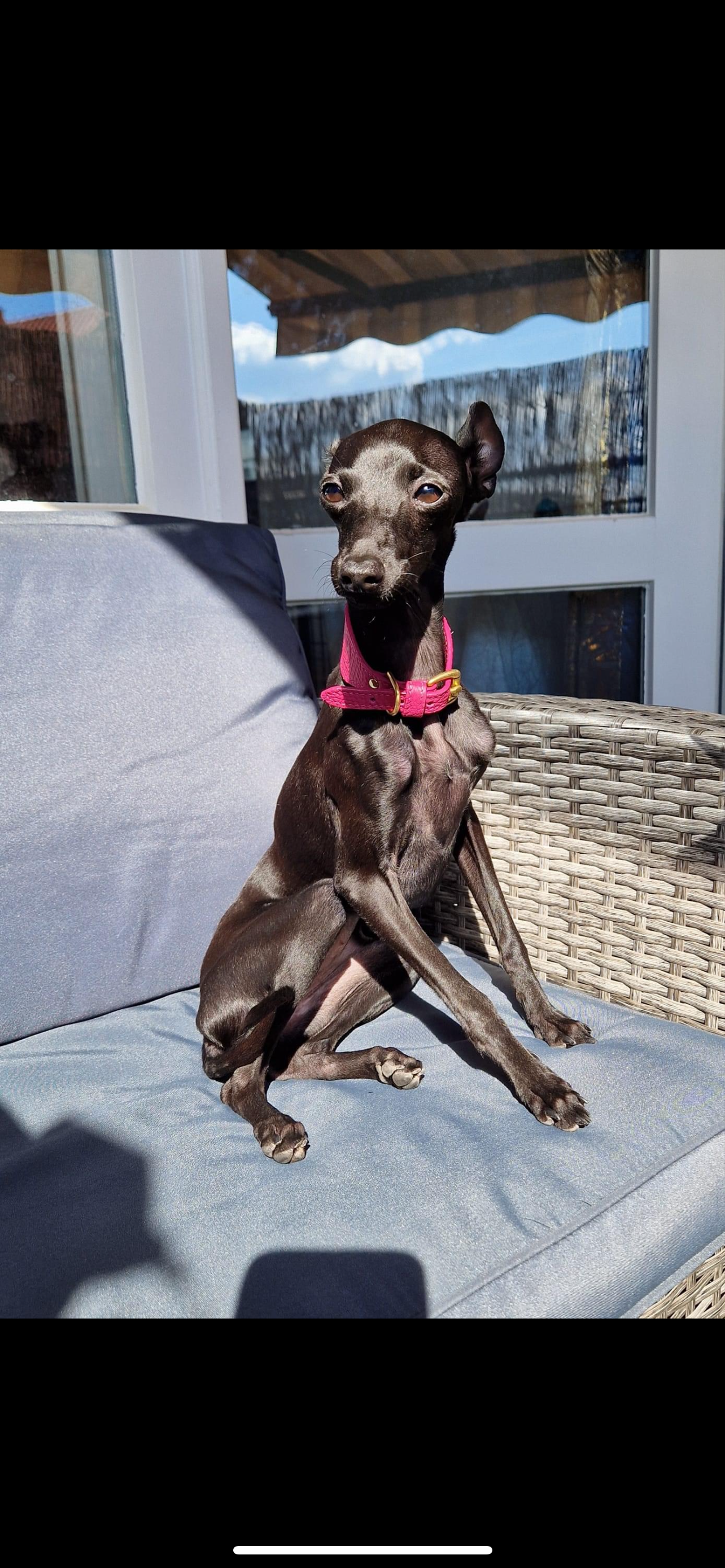 Super soft leather Whippet collar - Passion Pink