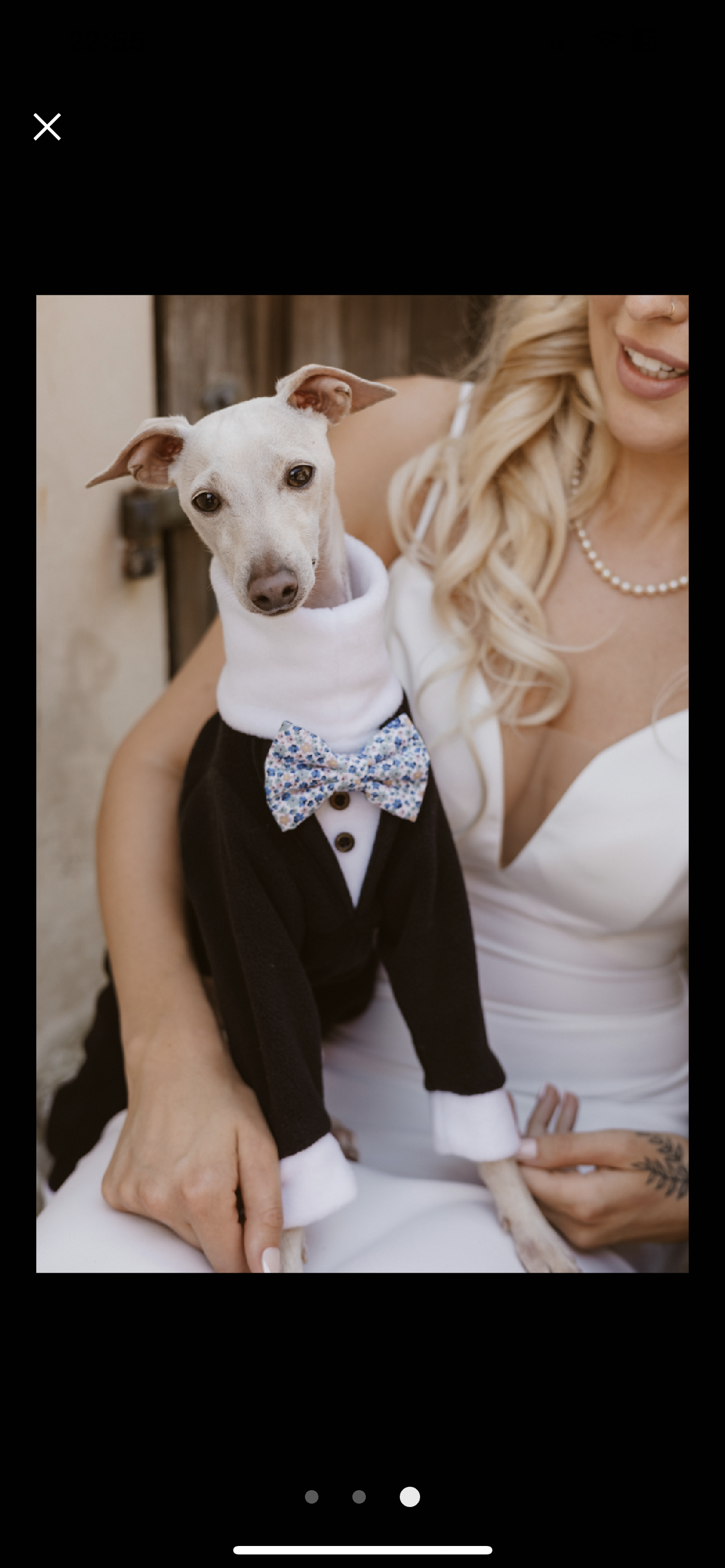 Made to order Italian Greyhound tuxedo dinner suit