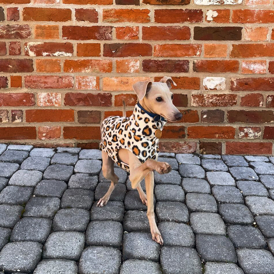 Made to order Italian Greyhound fleece vest jumper size XS - Patterned fleece