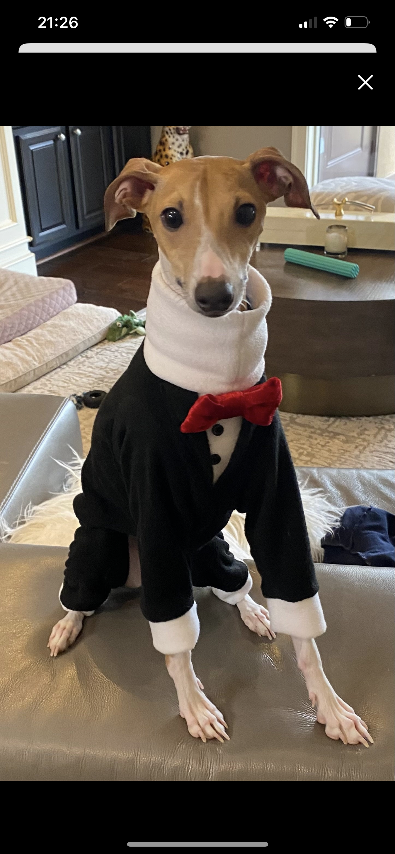 Made to order Italian Greyhound tuxedo dinner suit