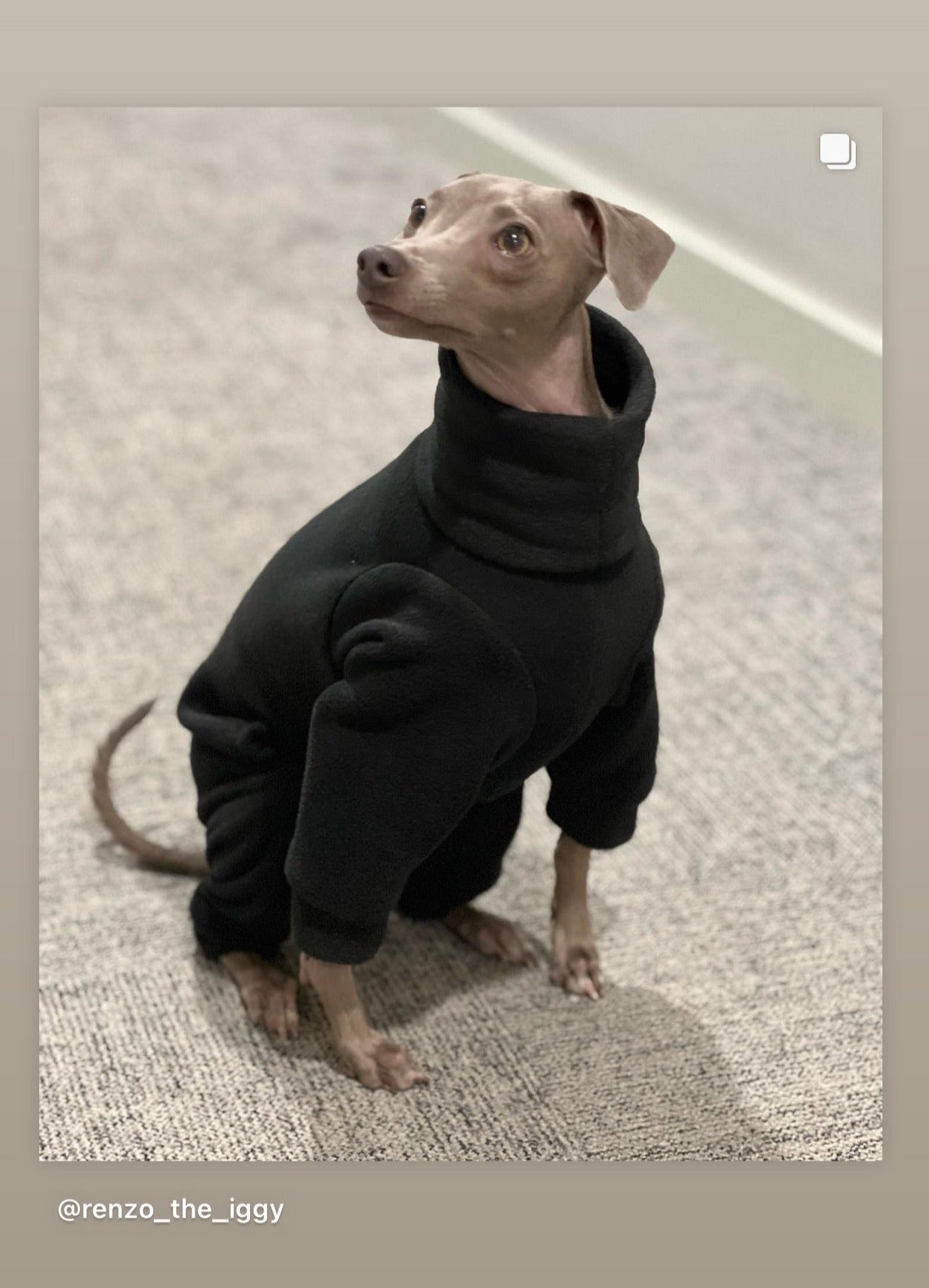 Italian greyhound onesie best sale