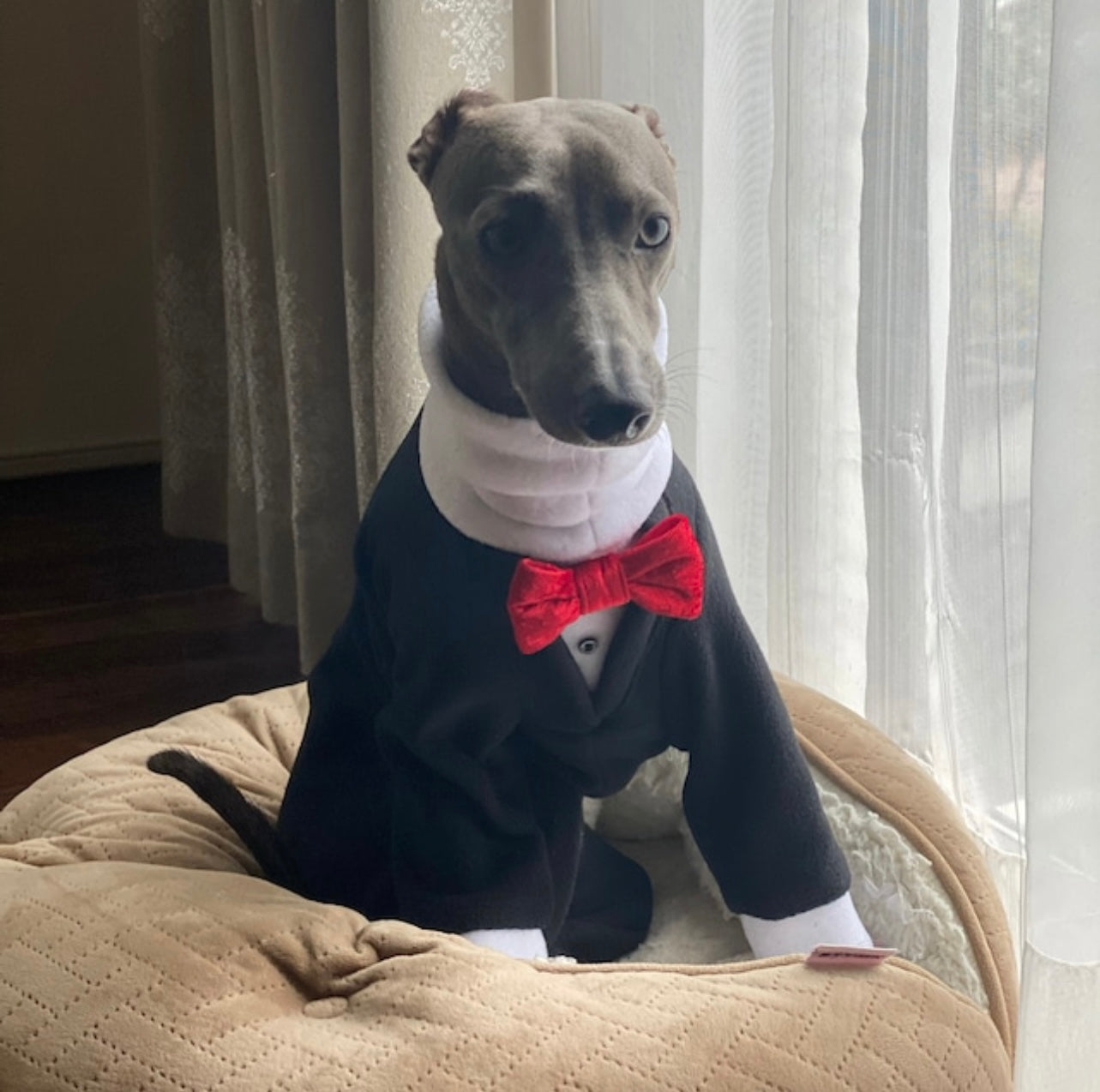 Made to order Italian Greyhound tuxedo dinner suit