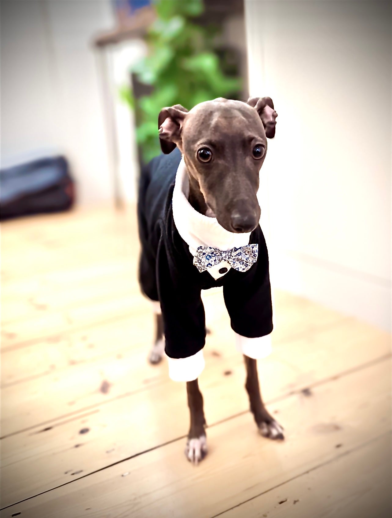 Made to order Italian Greyhound tuxedo dinner suit