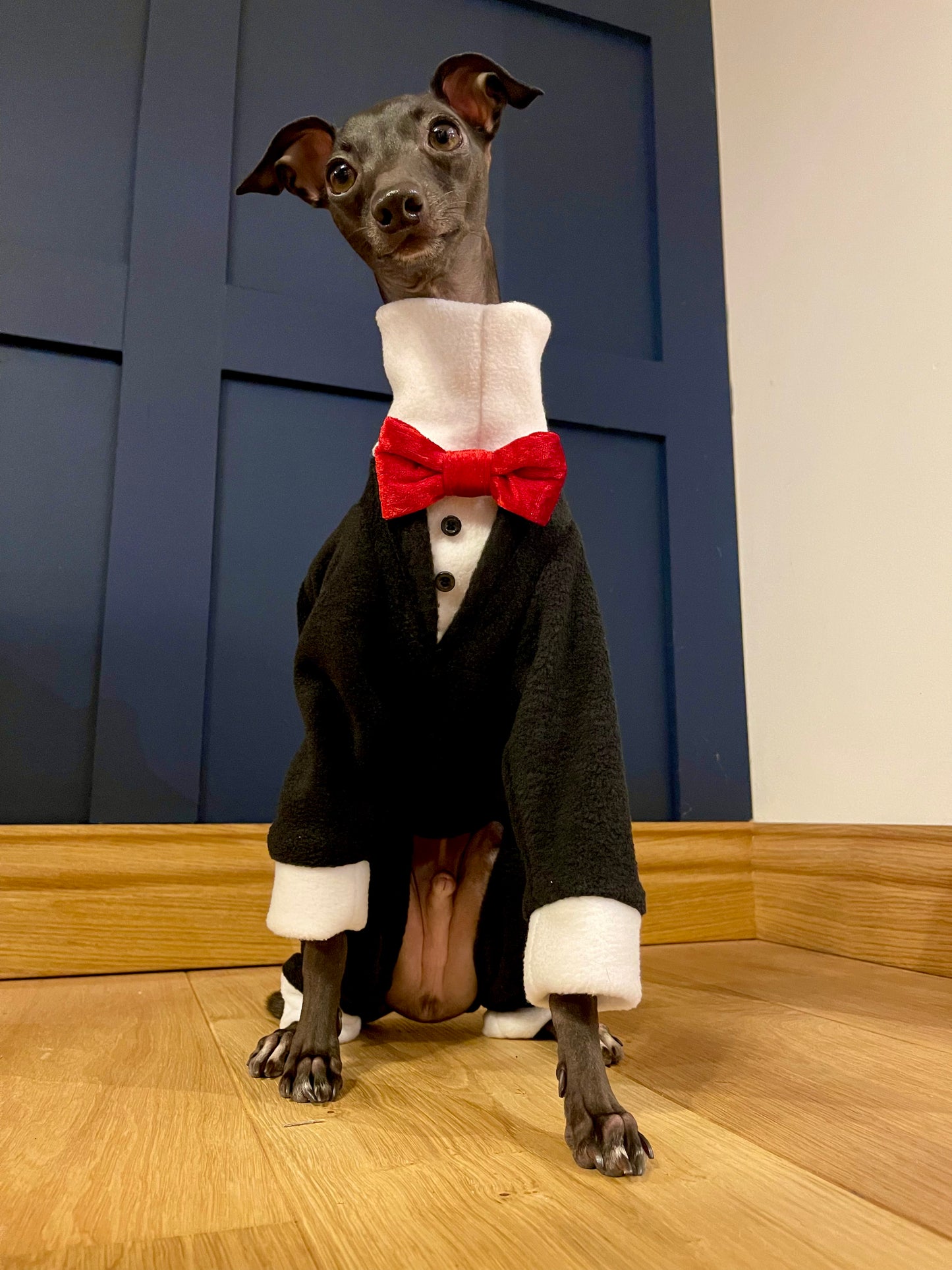 Made to order Italian Greyhound tuxedo dinner suit