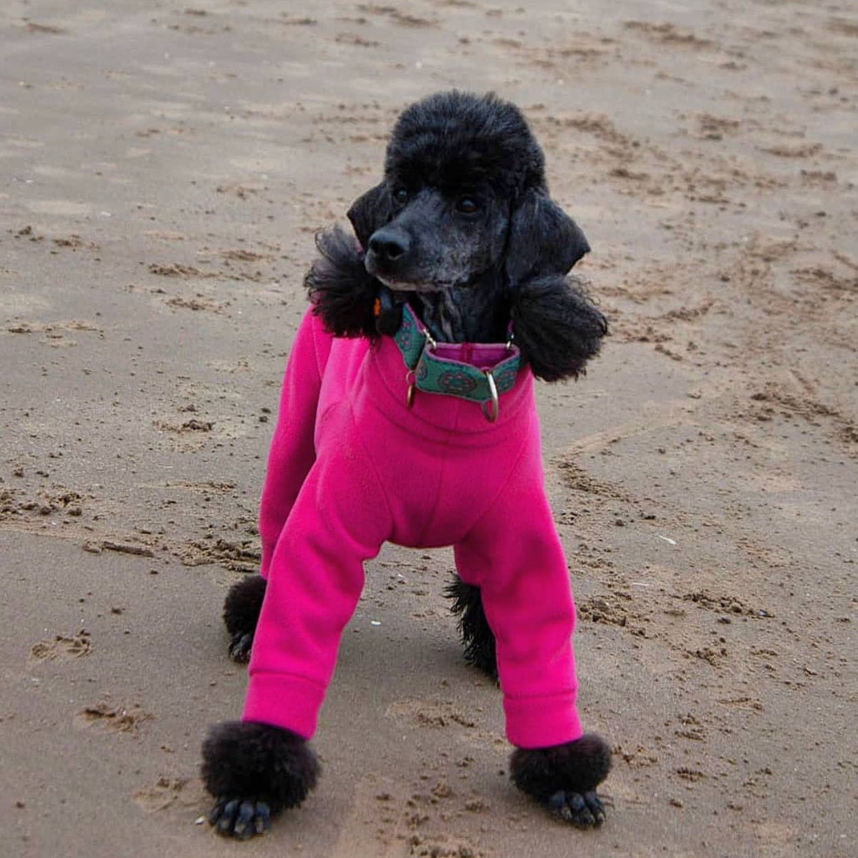 Italian greyhound onesie size L - Plain fleece