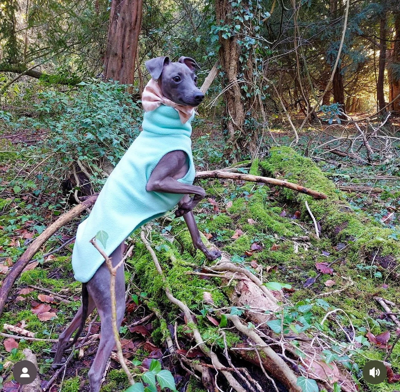 Made to order Italian Greyhound fleece vest jumper size MEDIUM - Plain fleece