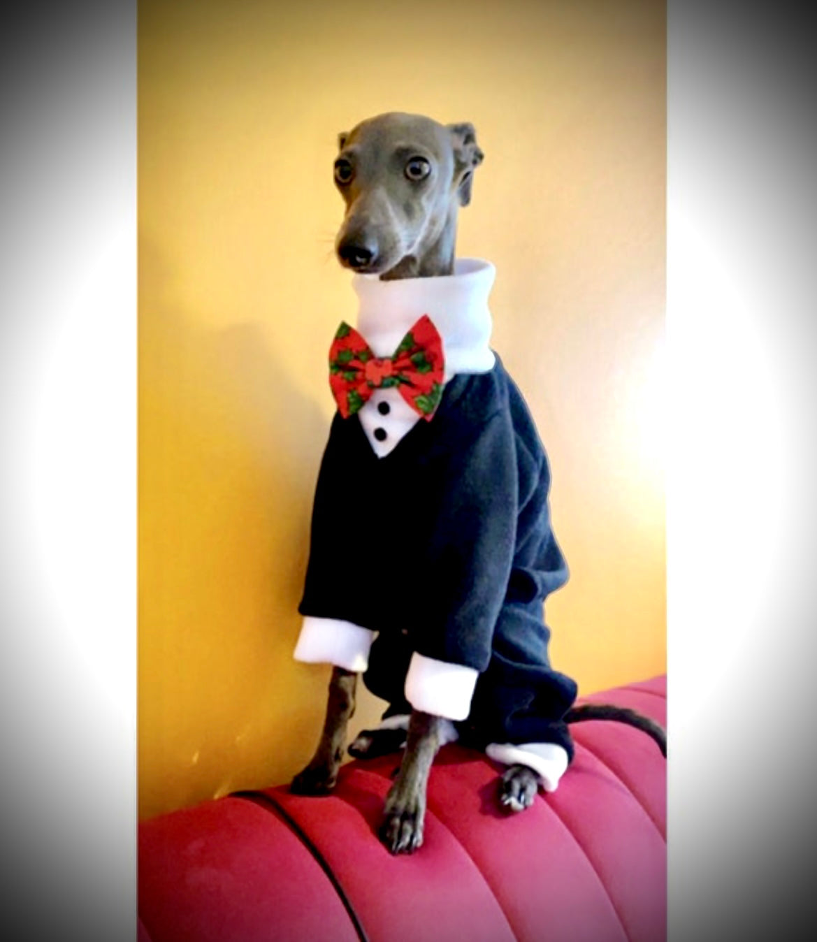 Made to order Italian Greyhound tuxedo dinner suit