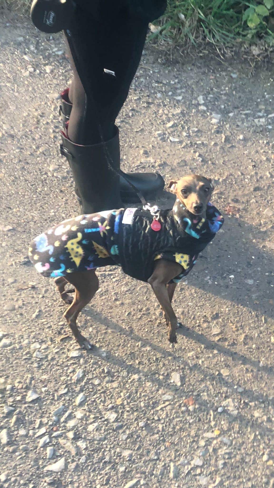 Made to order Italian Greyhound fleece vest jumper size XS - Patterned fleece