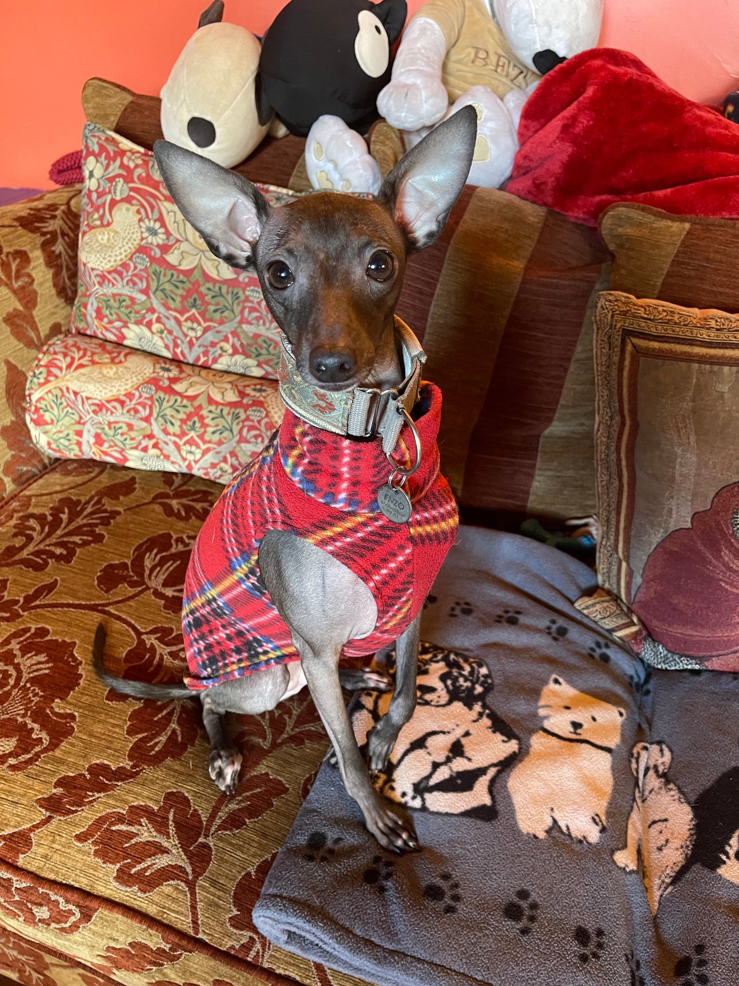 Made to order Italian Greyhound fleece vest jumper size XS - Patterned fleece