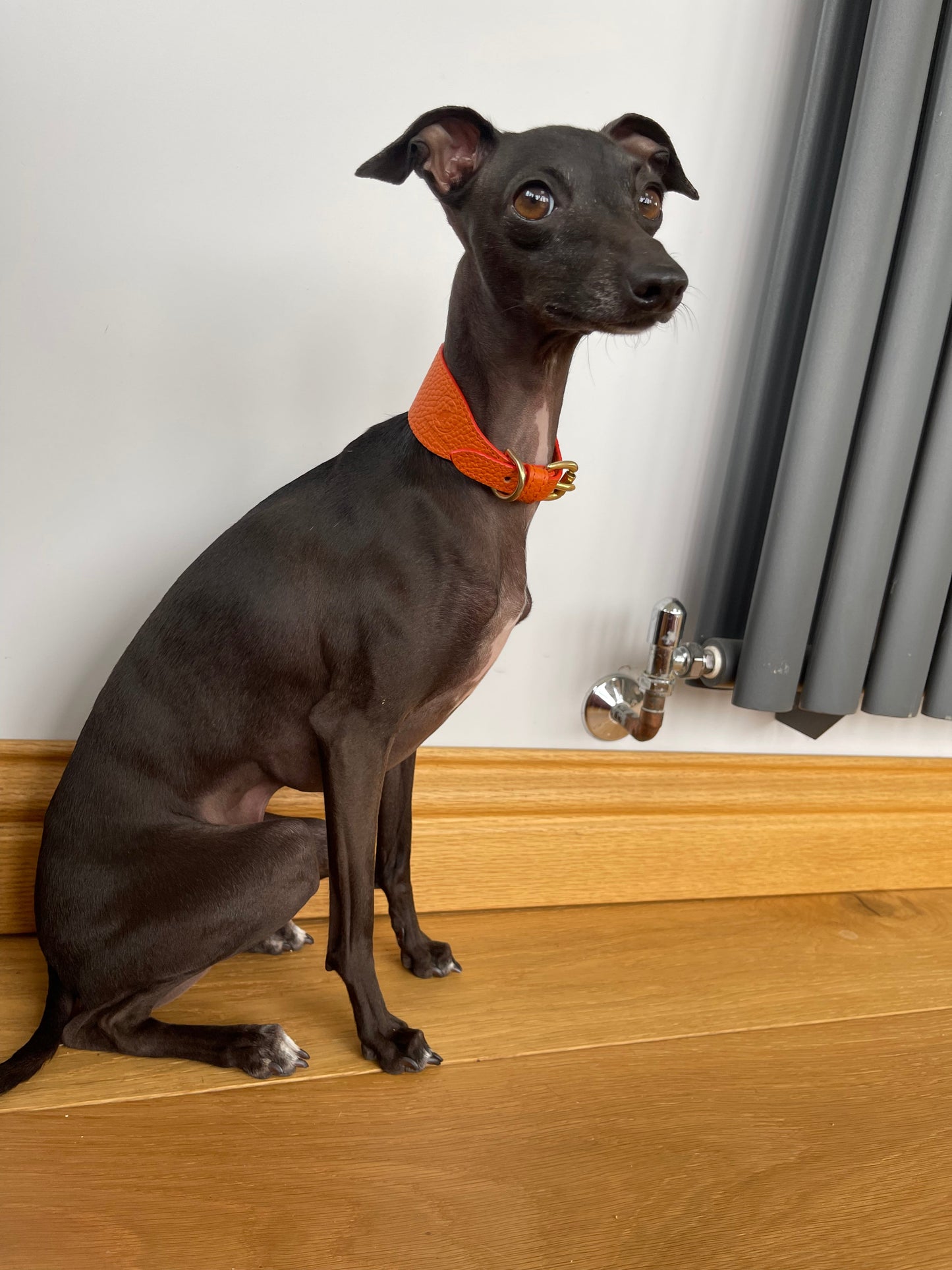 Super soft leather Whippet collar - Burnt Orange