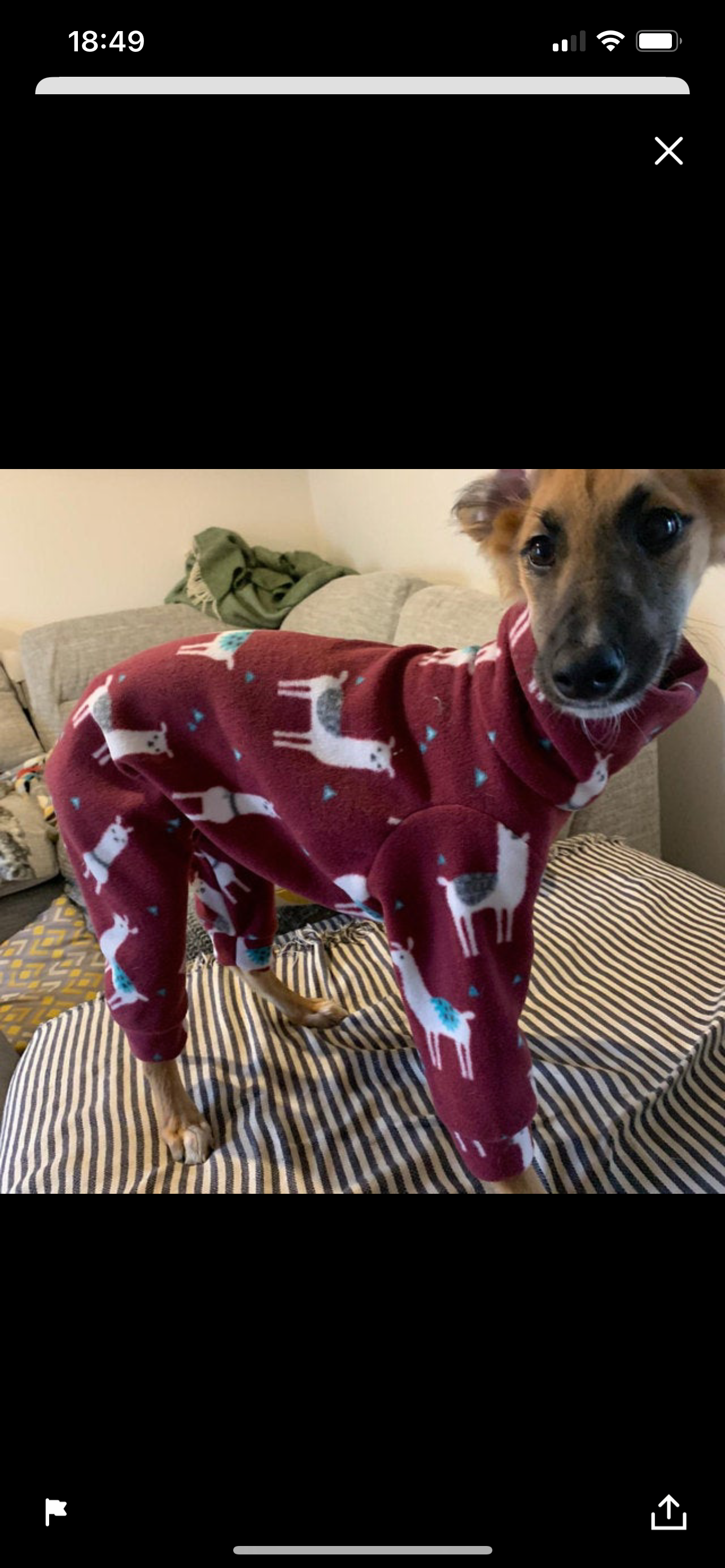 Italian greyhound onesie size XL - Patterned fleece