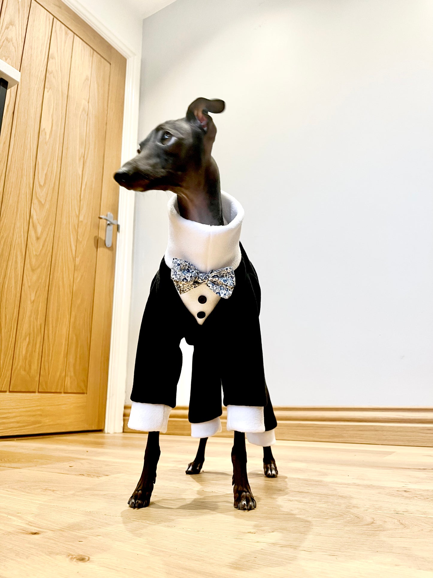 Made to order Italian Greyhound tuxedo dinner suit