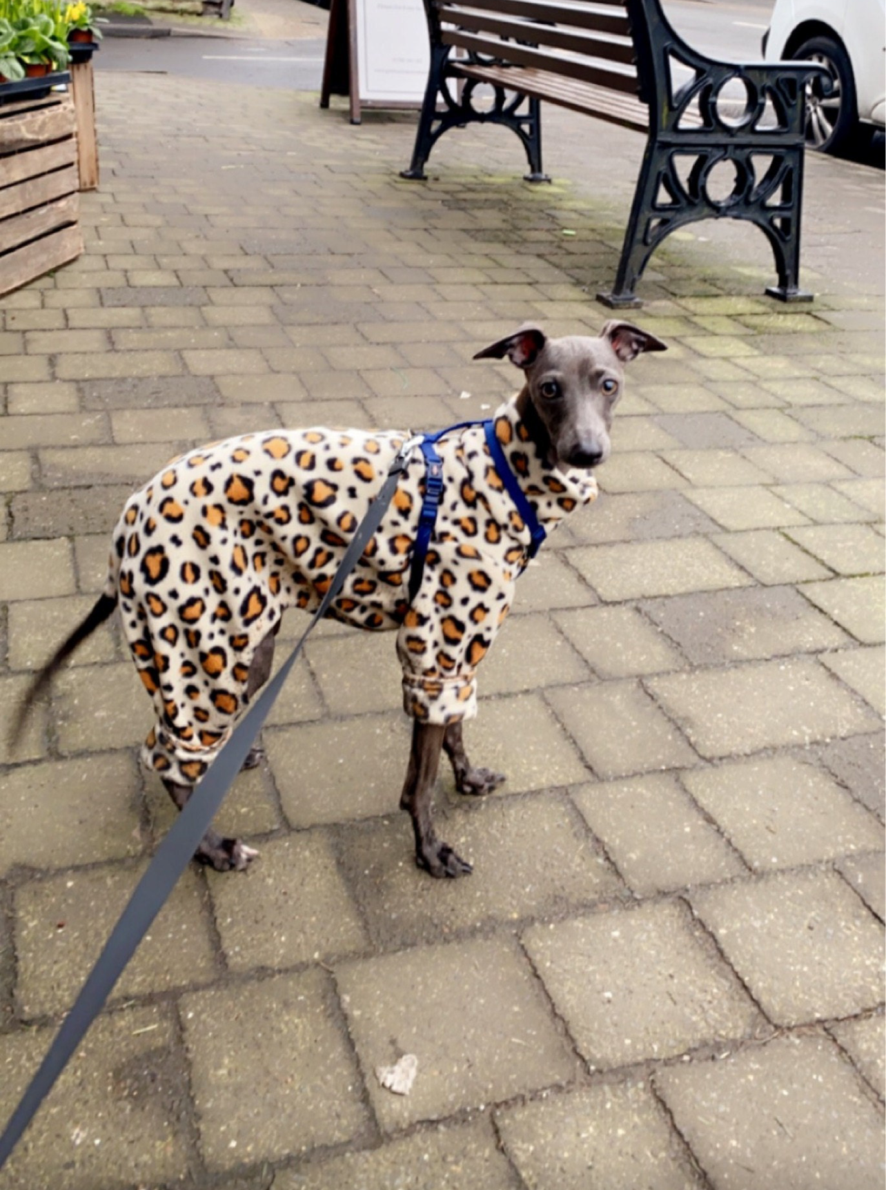 Ready to send Italian greyhound onesie size S - Leopard print