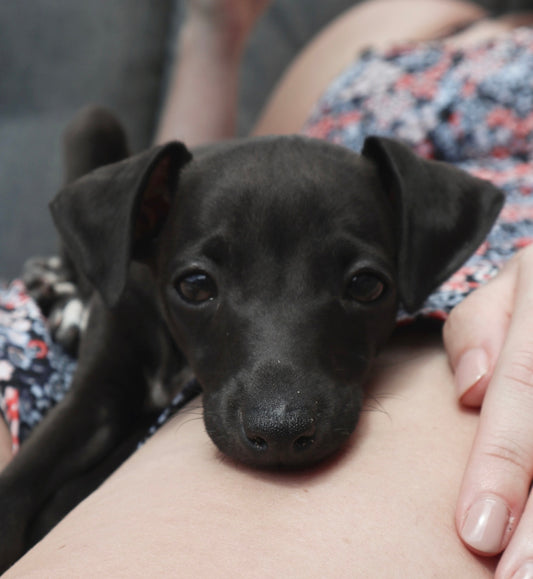 How much is an Italian Greyhound?