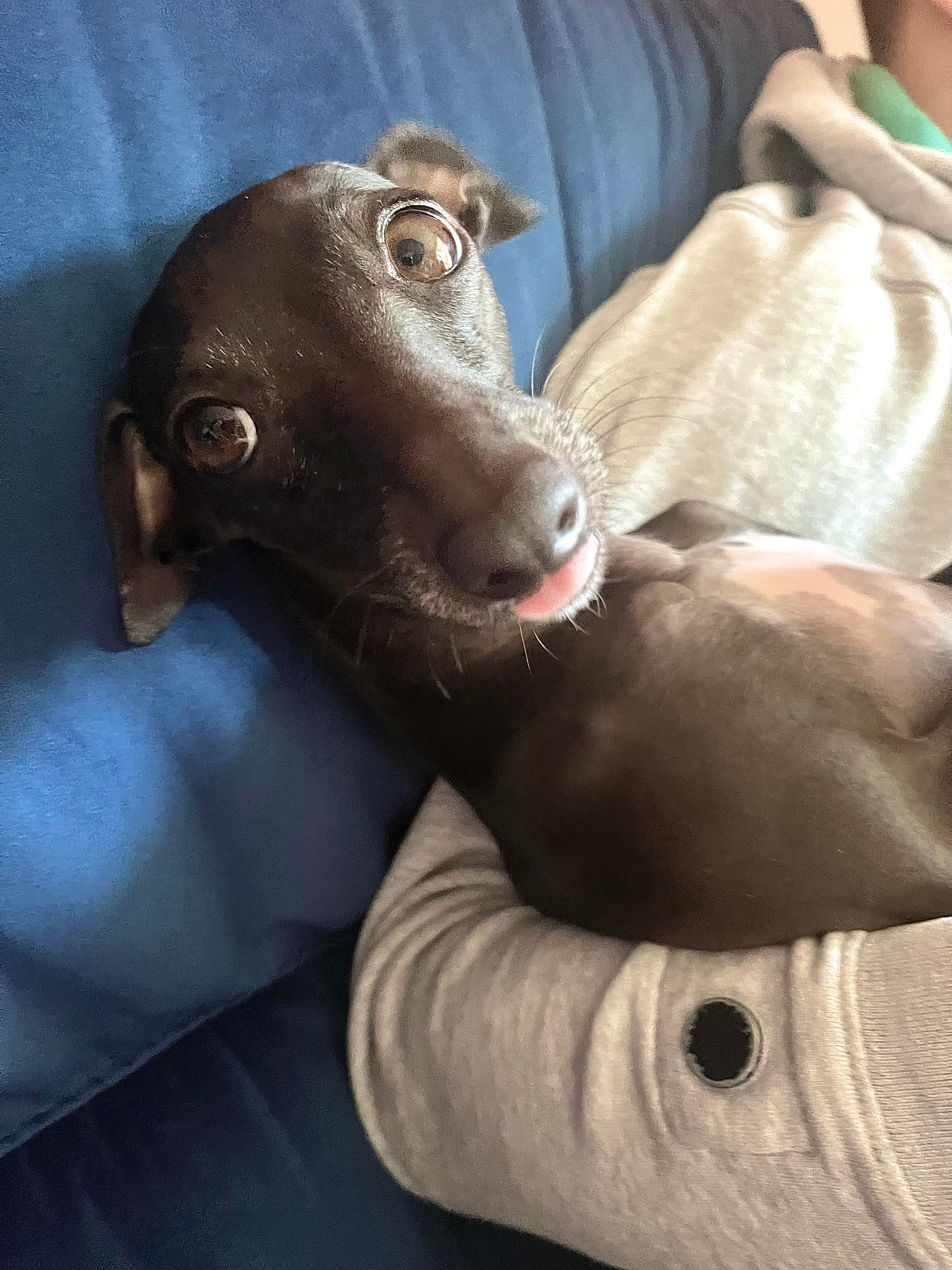 Italian sale greyhound allergies