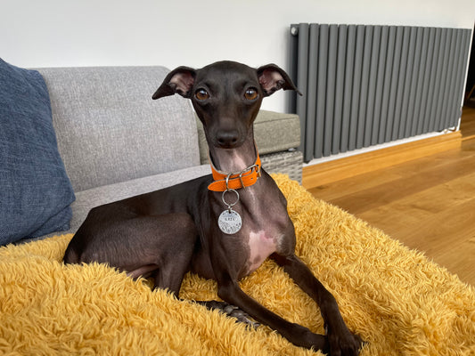 How long do Italian Greyhounds live?