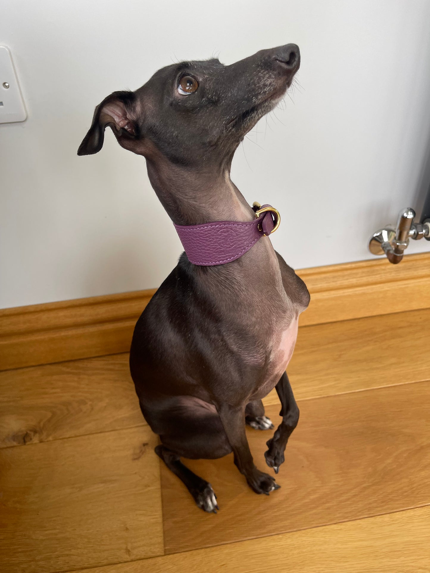 Super soft leather Whippet collar -  Eggplant Purple