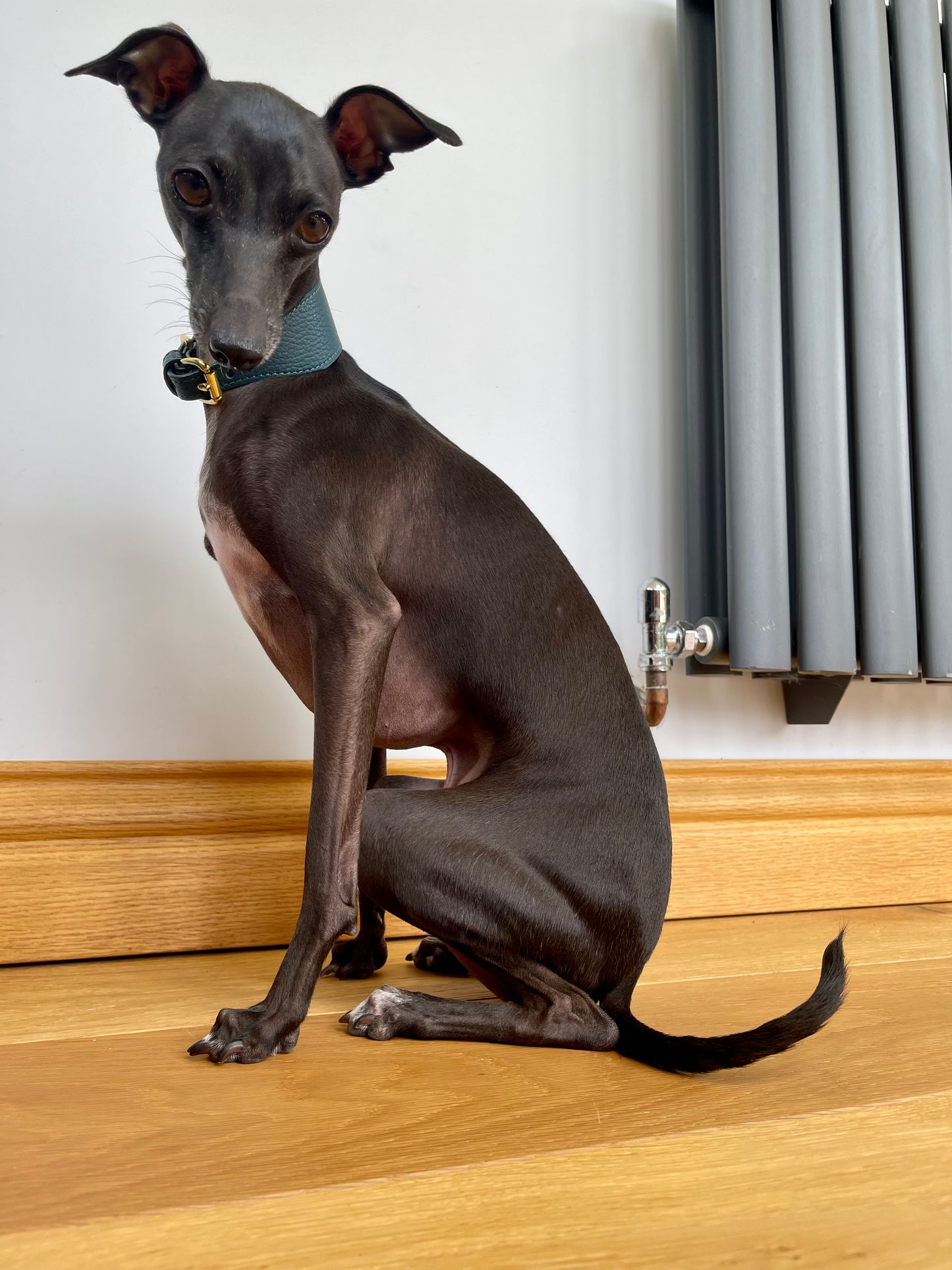 Super soft leather Italian Greyhound collar - Mallard Green