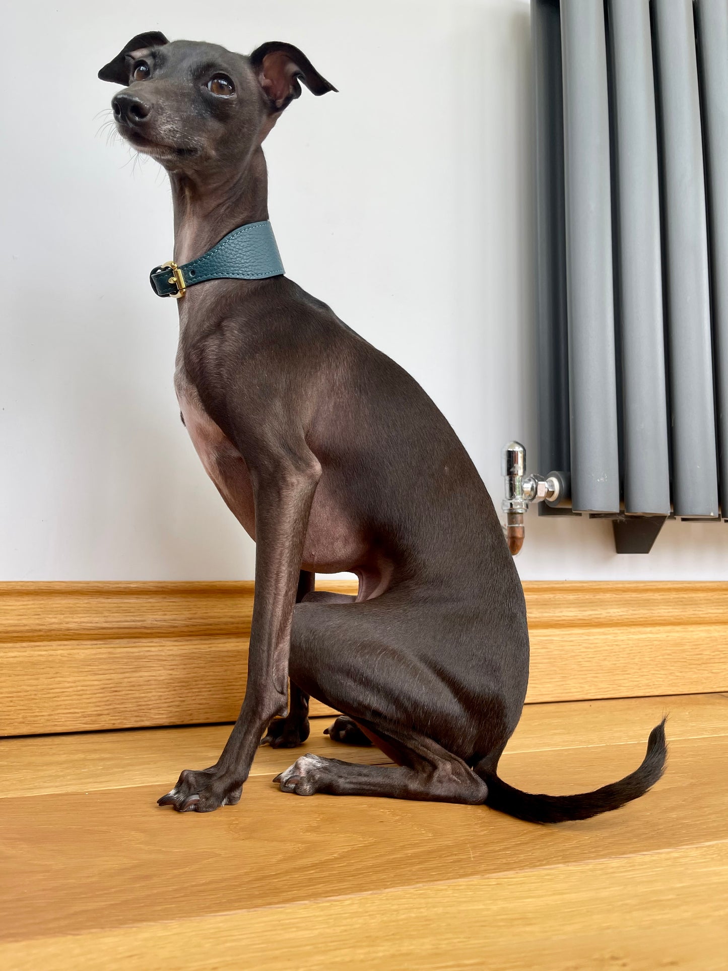 Super soft leather Italian Greyhound collar - Mallard Green