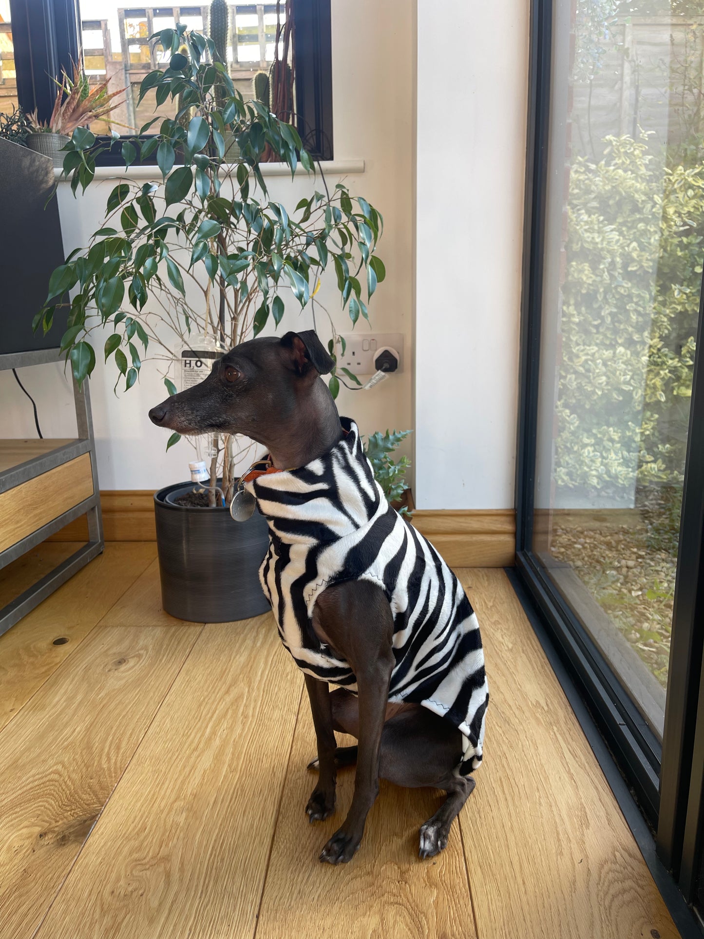 Made to order Italian Greyhound faux fur vest jumper - Zebra