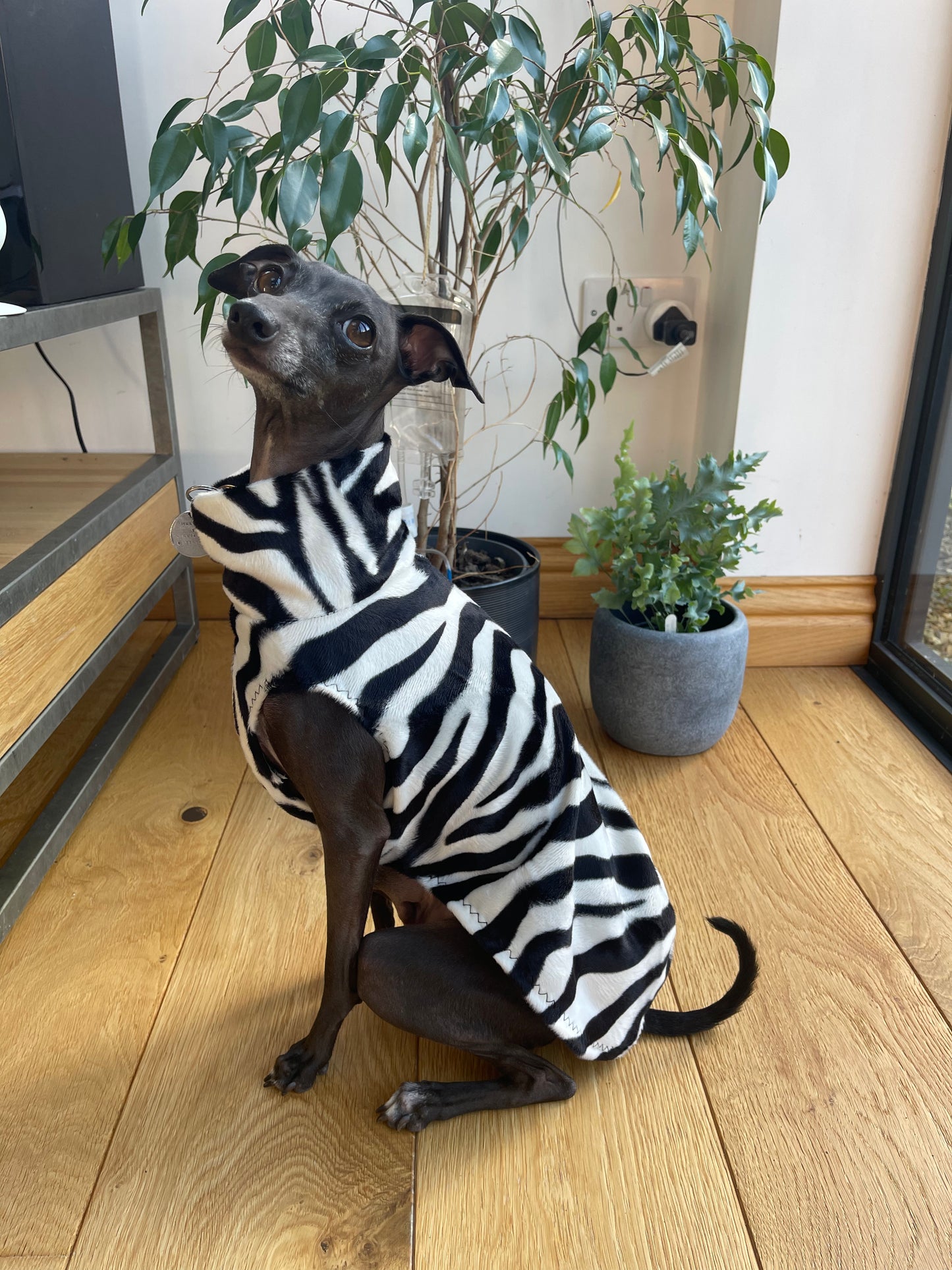 Made to order Italian Greyhound faux fur vest jumper - Zebra