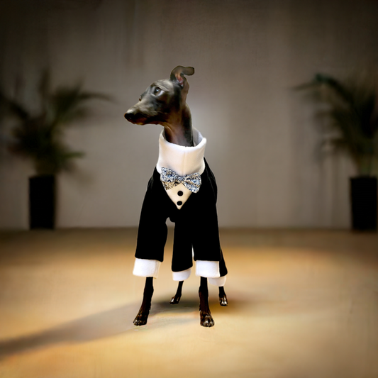 Made to order Italian Greyhound tuxedo dinner suit