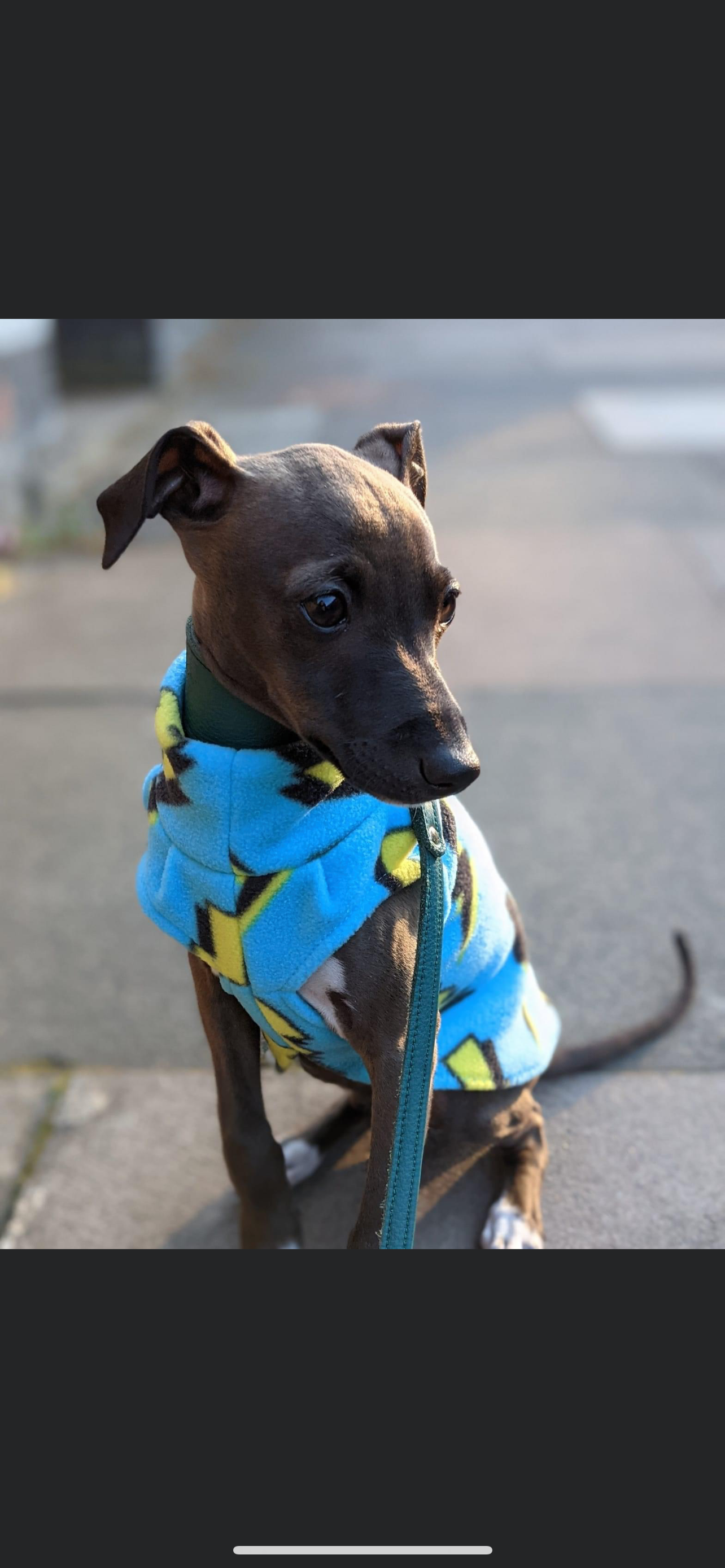 Made to order Italian Greyhound puppy vests - Patterned fleece