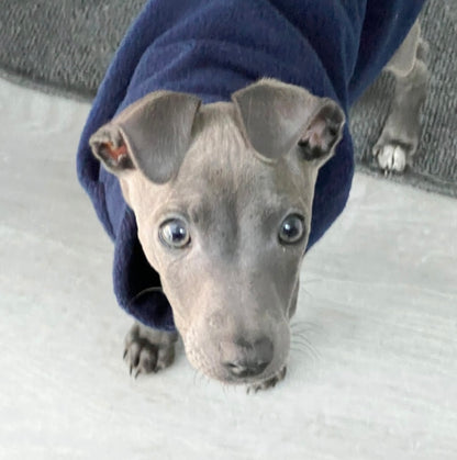 Made to order Italian Greyhound puppy vests - Plain fleece