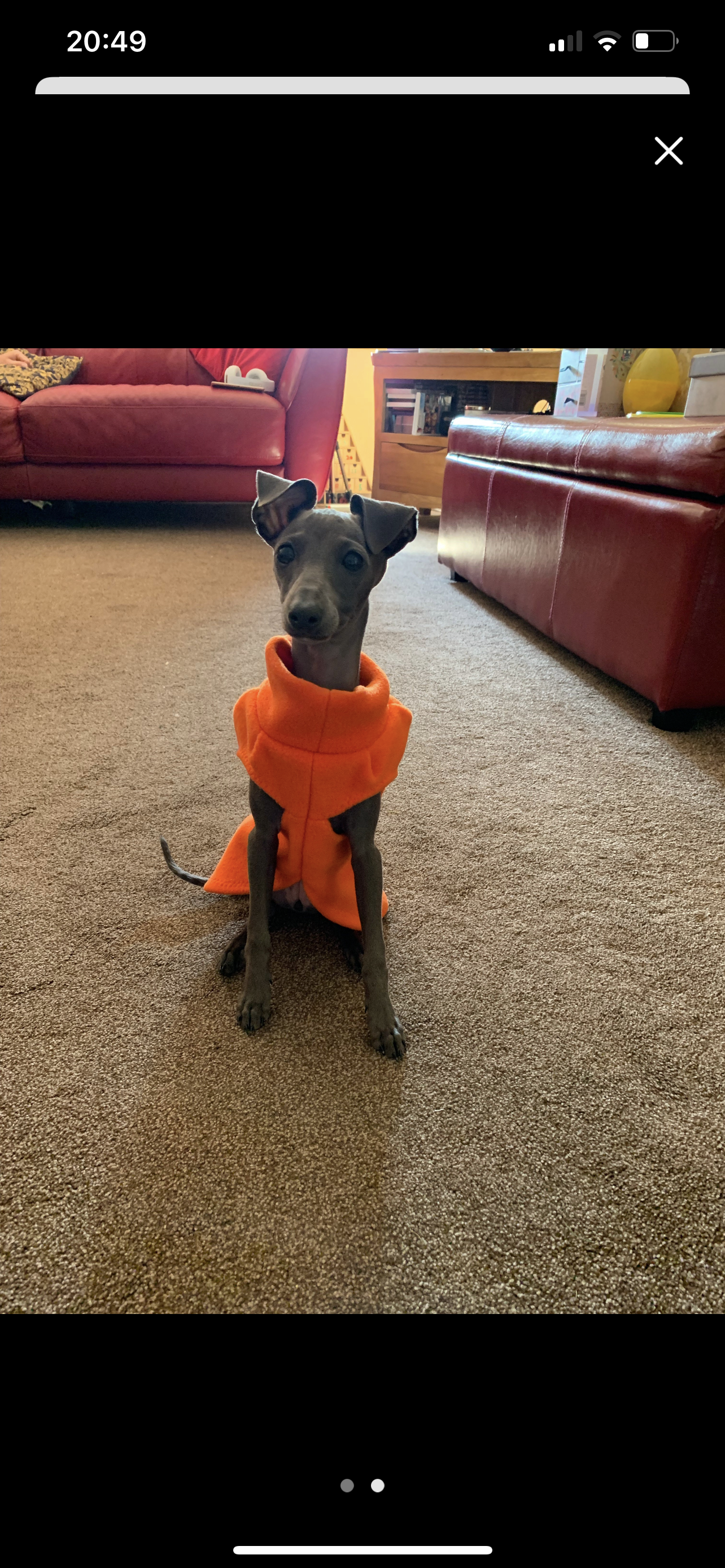 Made to order Italian Greyhound puppy vests - Plain fleece