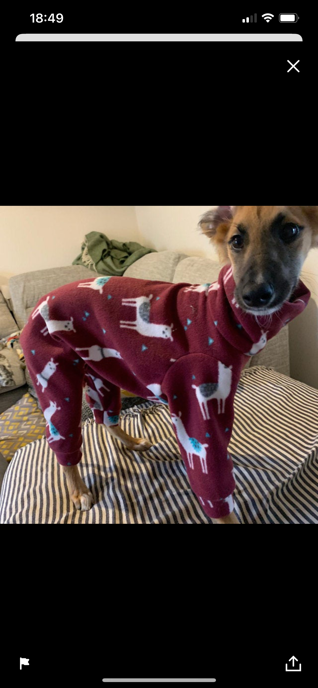 Italian greyhound onesie size XS - Patterned fleece