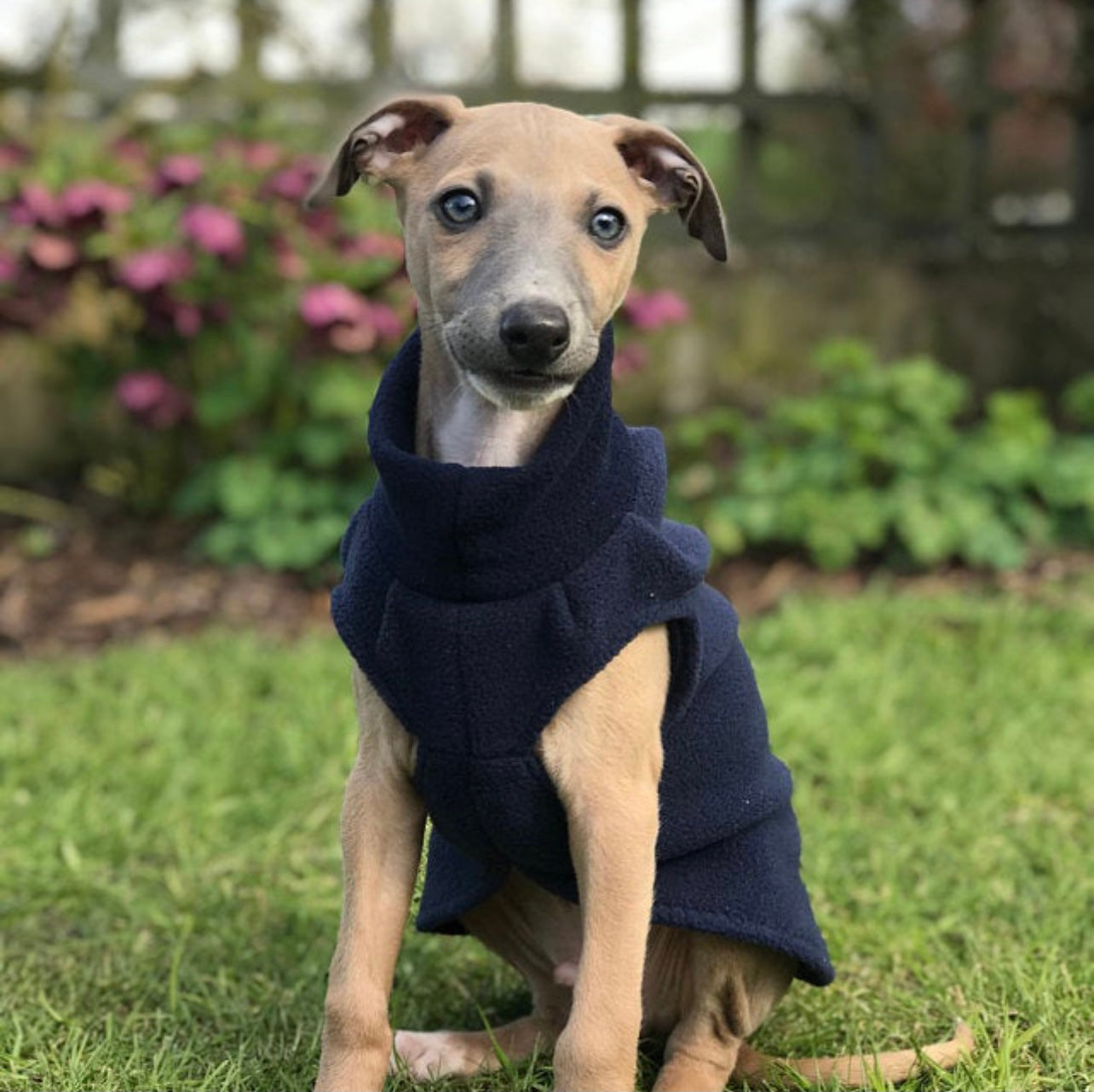 Made to order Italian Greyhound puppy vests - Plain fleece