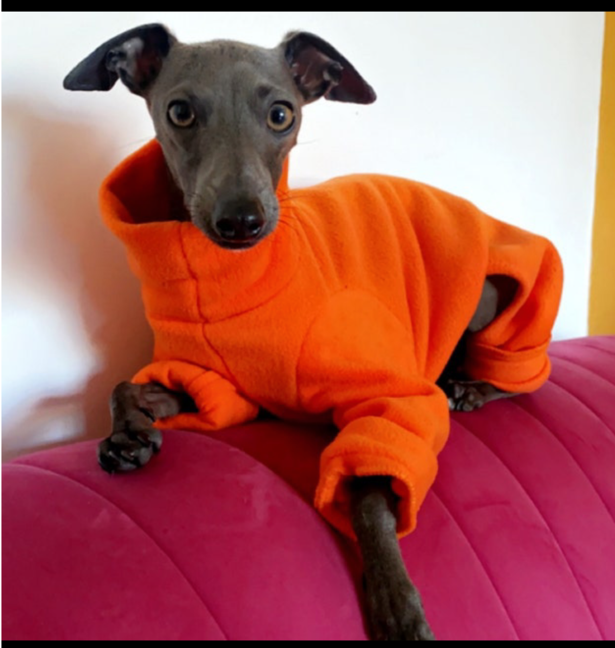 Italian greyhound onesie size XXL - plain fleece