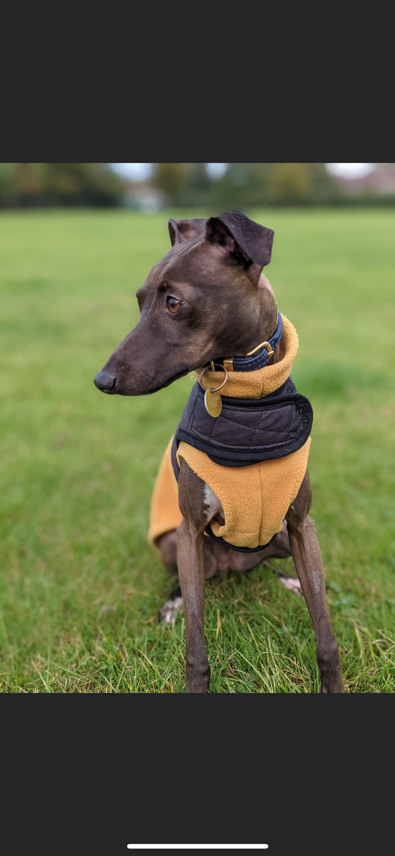 Made to order Italian Greyhound fleece vest jumper size LARGE - Plain fleece