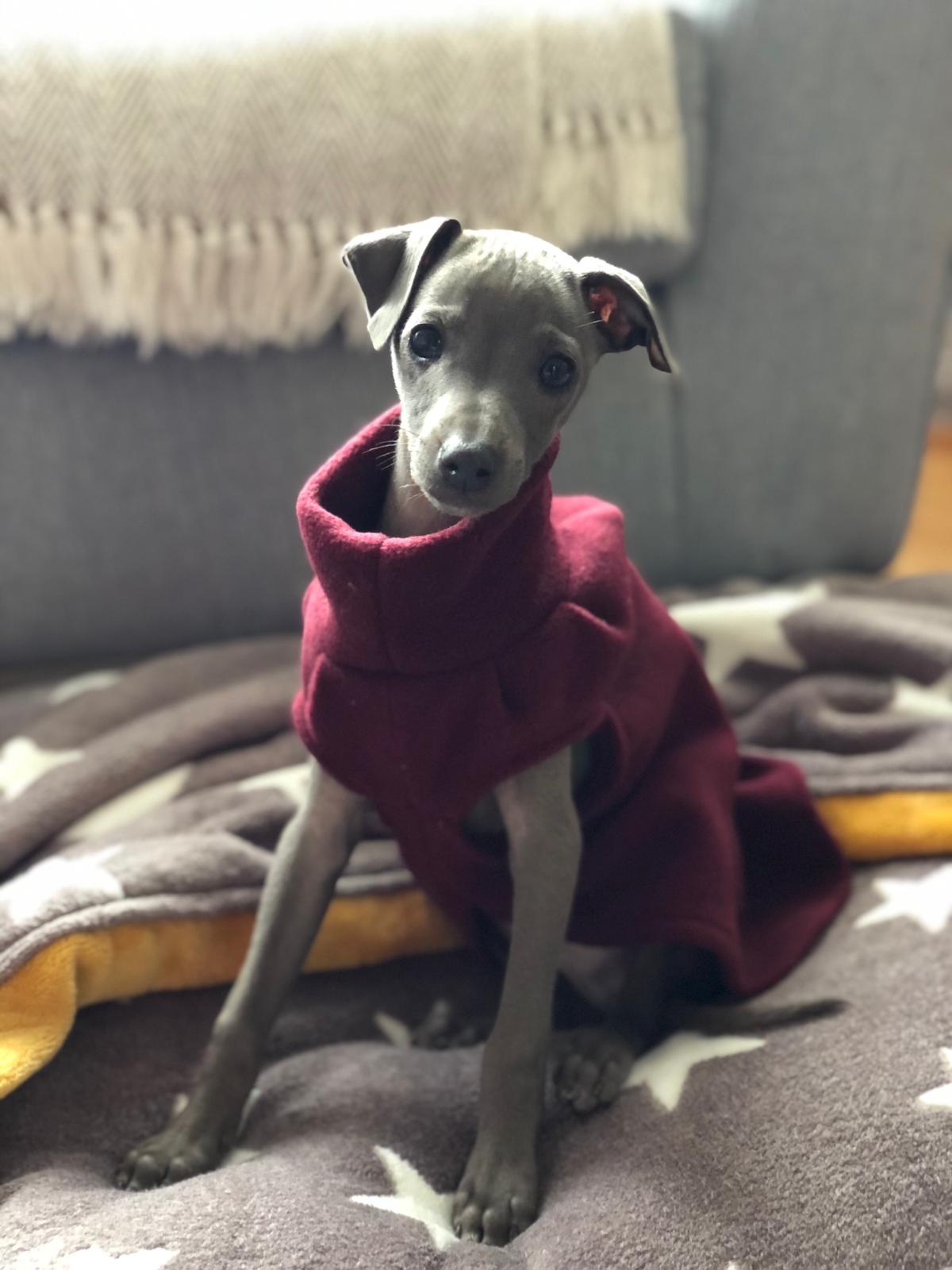 Made to order Italian Greyhound puppy vests - Plain fleece