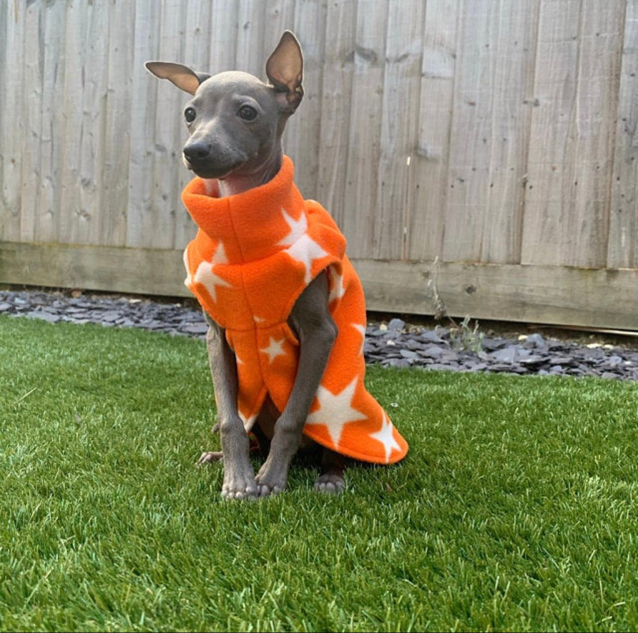 Made to order Italian Greyhound puppy vests - Patterned fleece