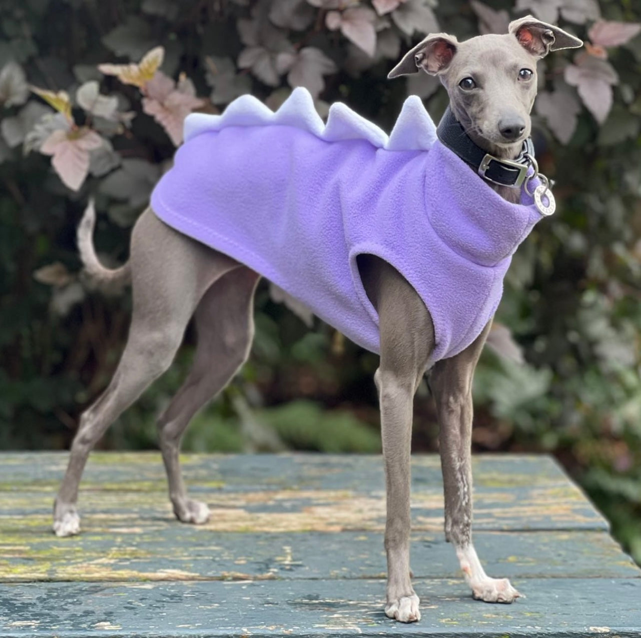 Made to order Italian Greyhound Iggysaurus vests