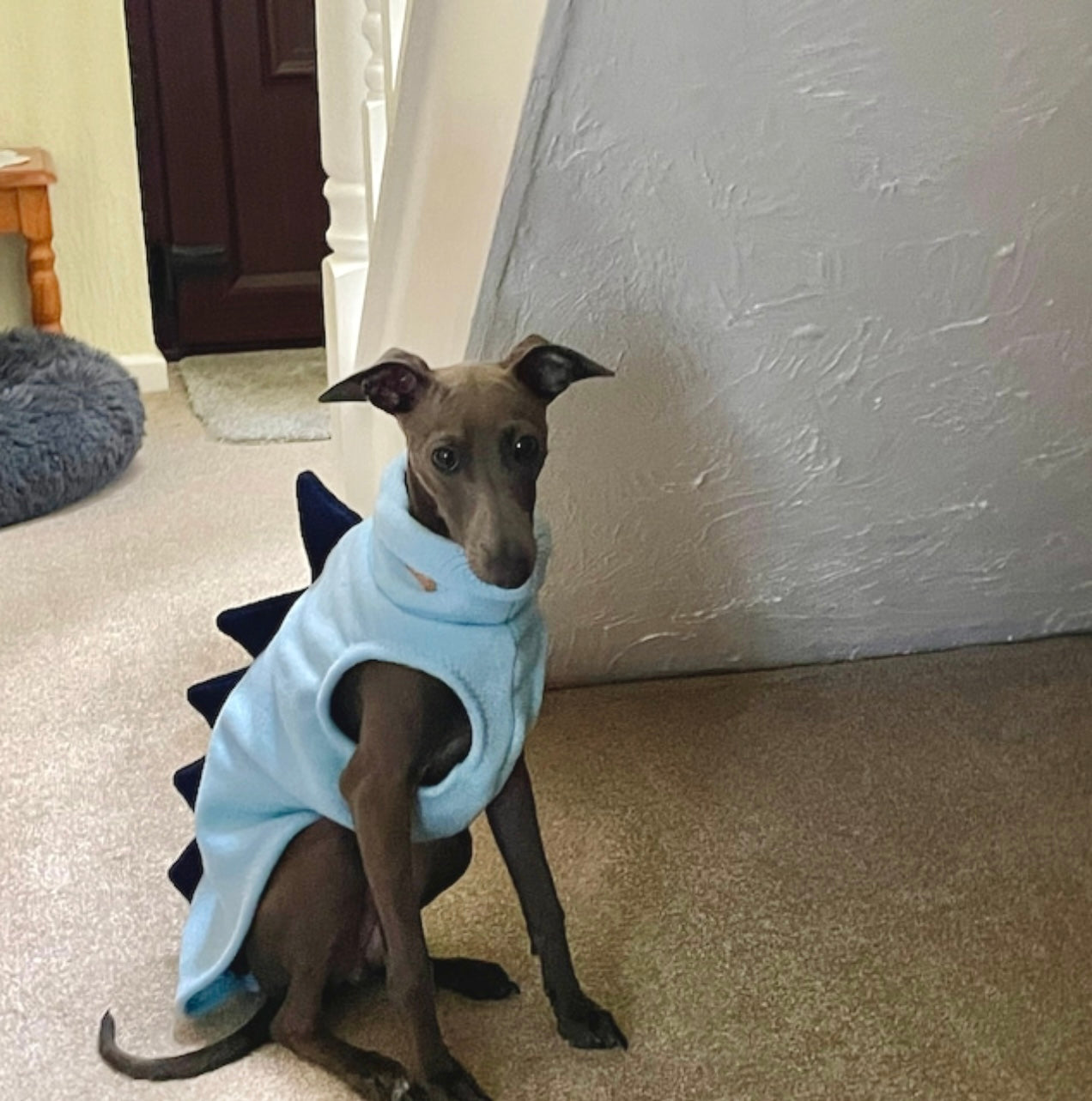 Made to order Italian Greyhound Iggysaurus vests