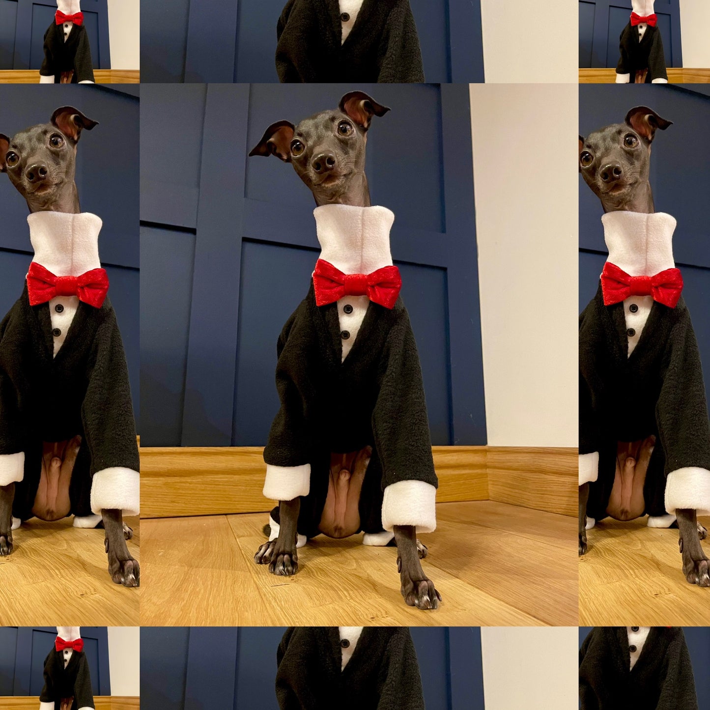 Made to order Italian Greyhound tuxedo dinner suit