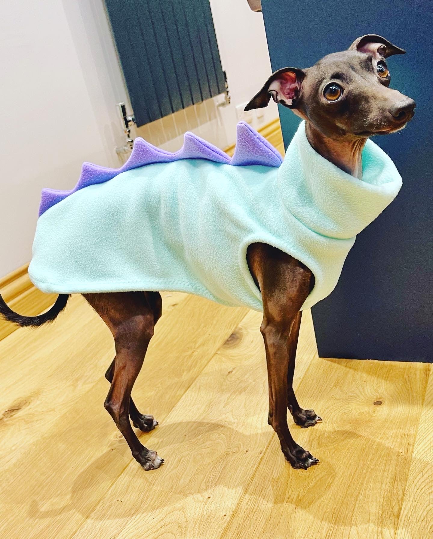 Made to order Italian Greyhound Iggysaurus vests